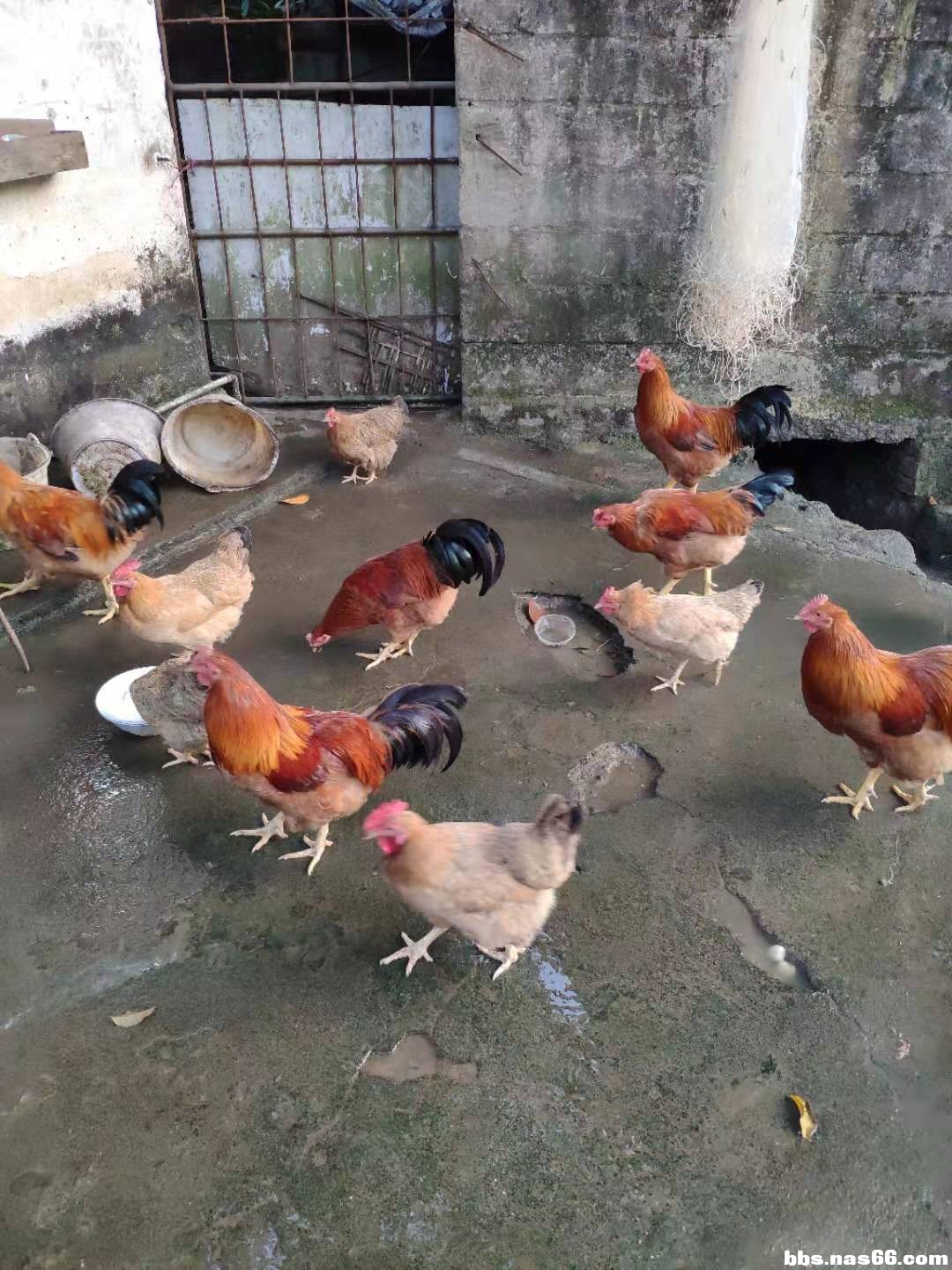 阉鸡