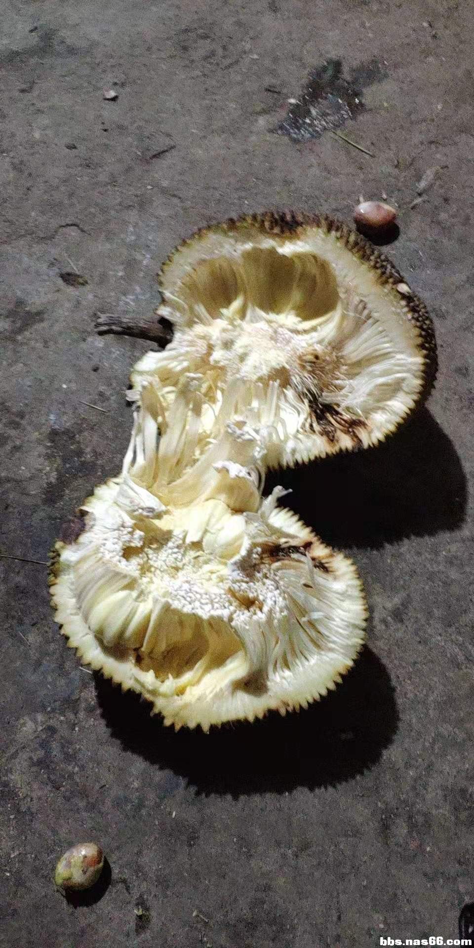 菠萝蜜