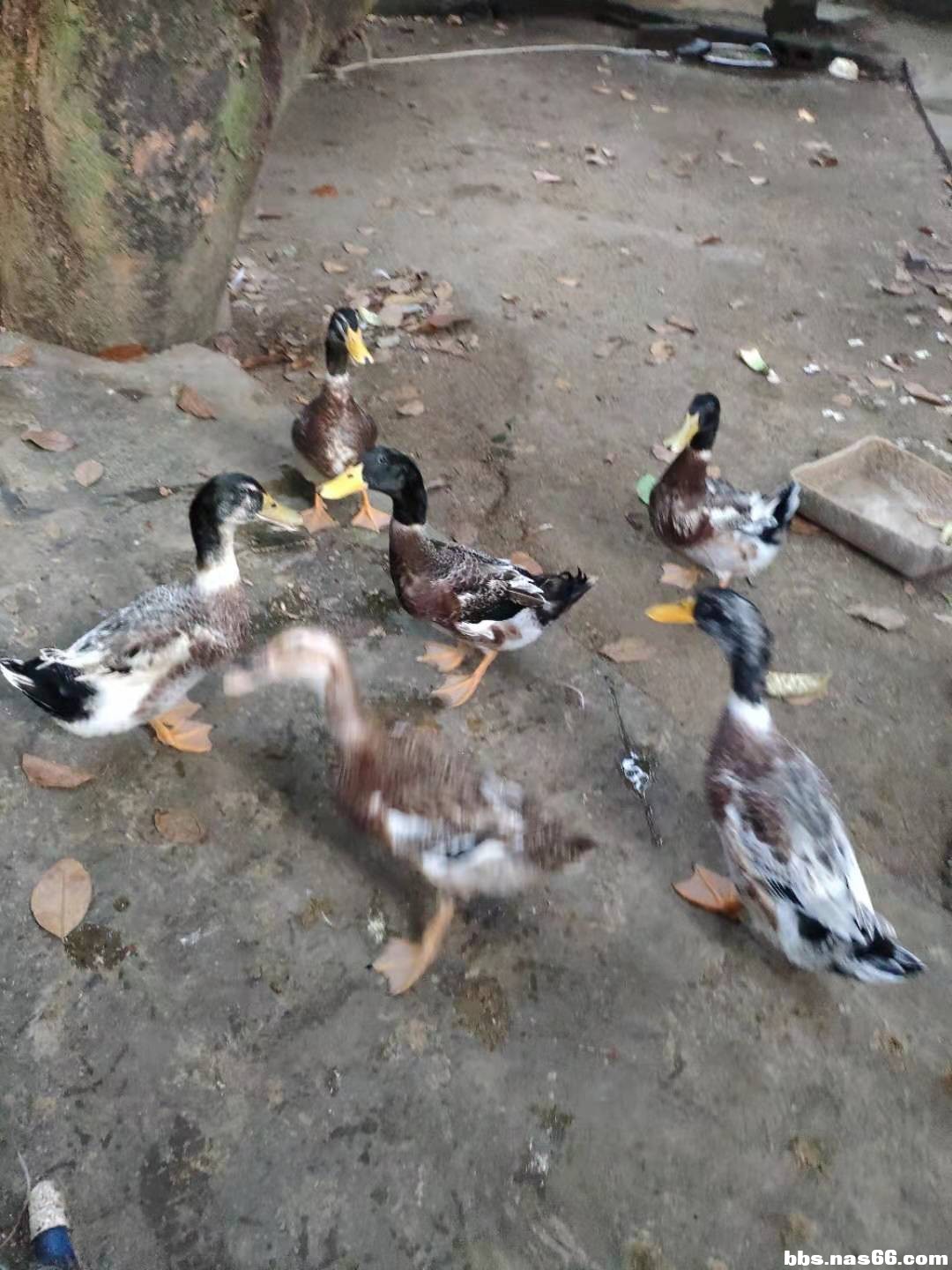 土鸭
